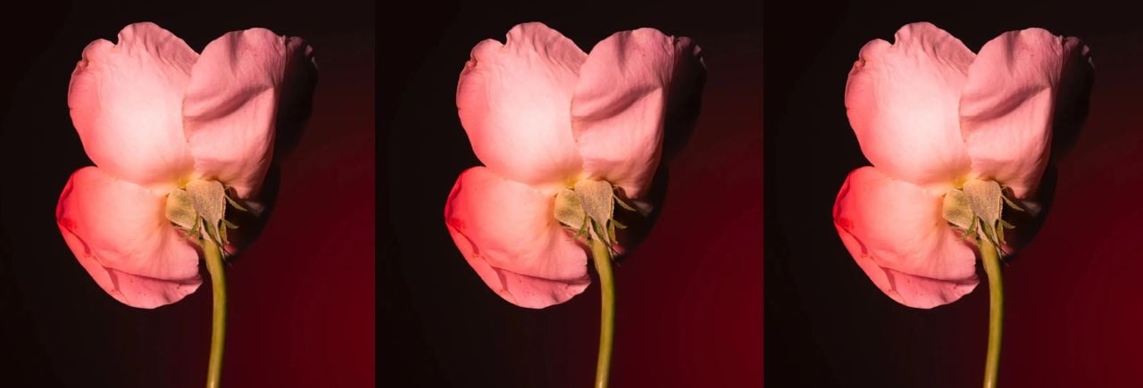 Rose in perfume