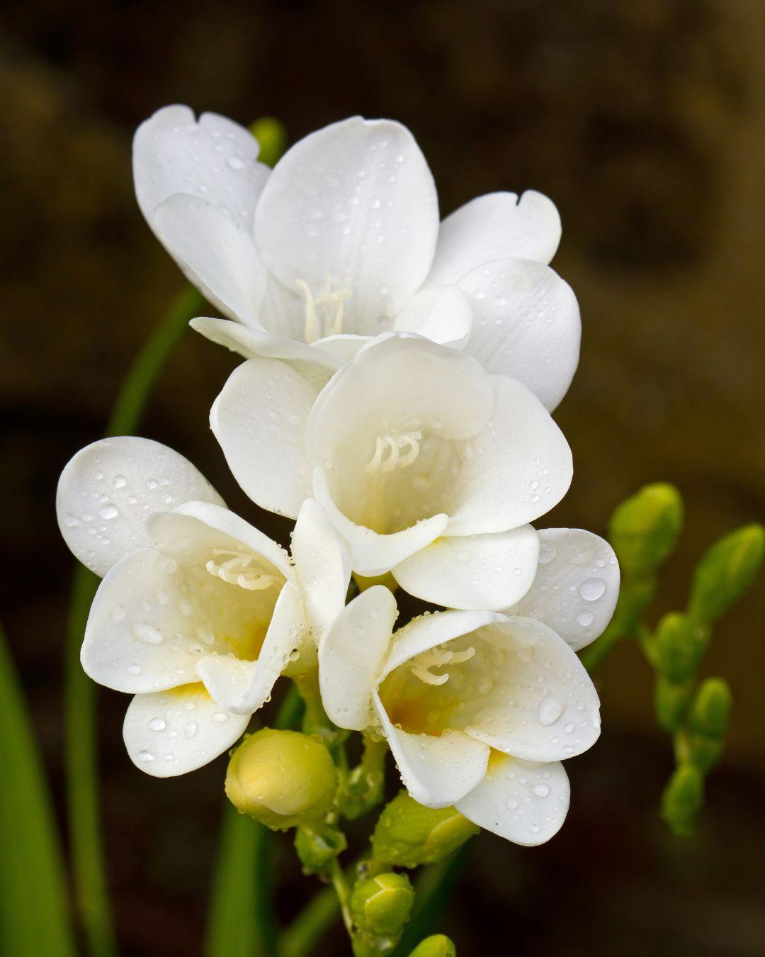 Freesia