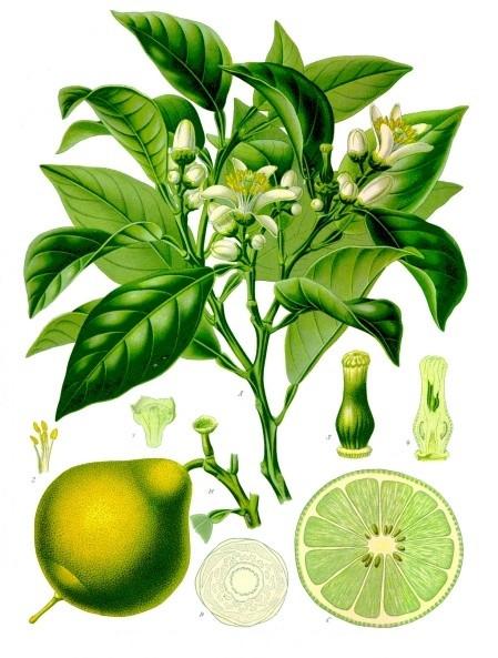 bergamot citrus fruit and plant