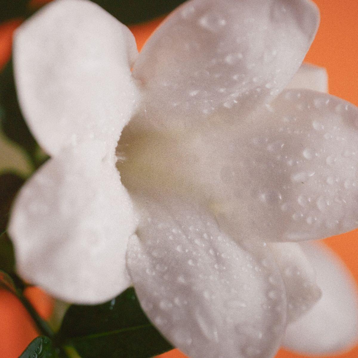 Caron - Belle de Niassa Eau de Parfum