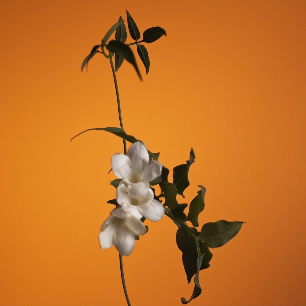 Caron - Pois de Senteur Parfum