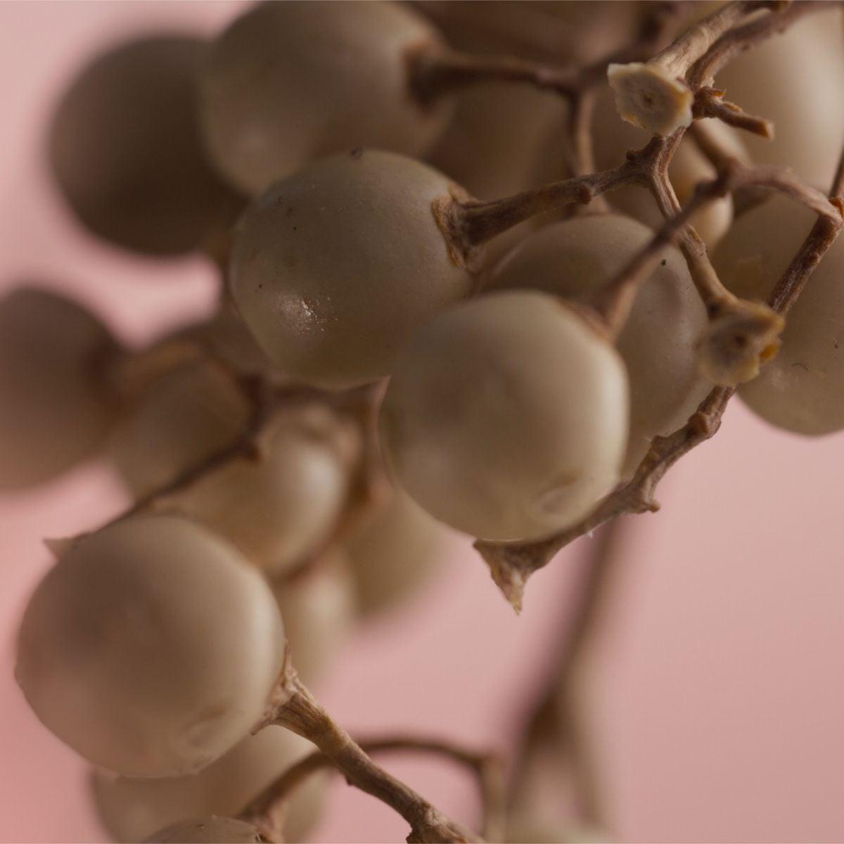 Caron - Rose Ivoire Eau de parfum