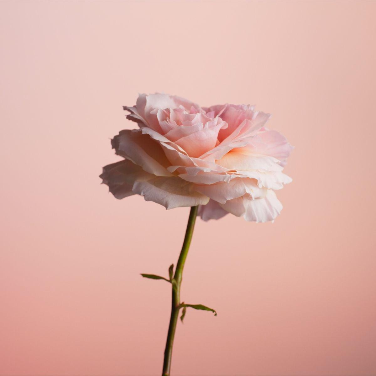 Caron - Rose Ivoire Eau de parfum