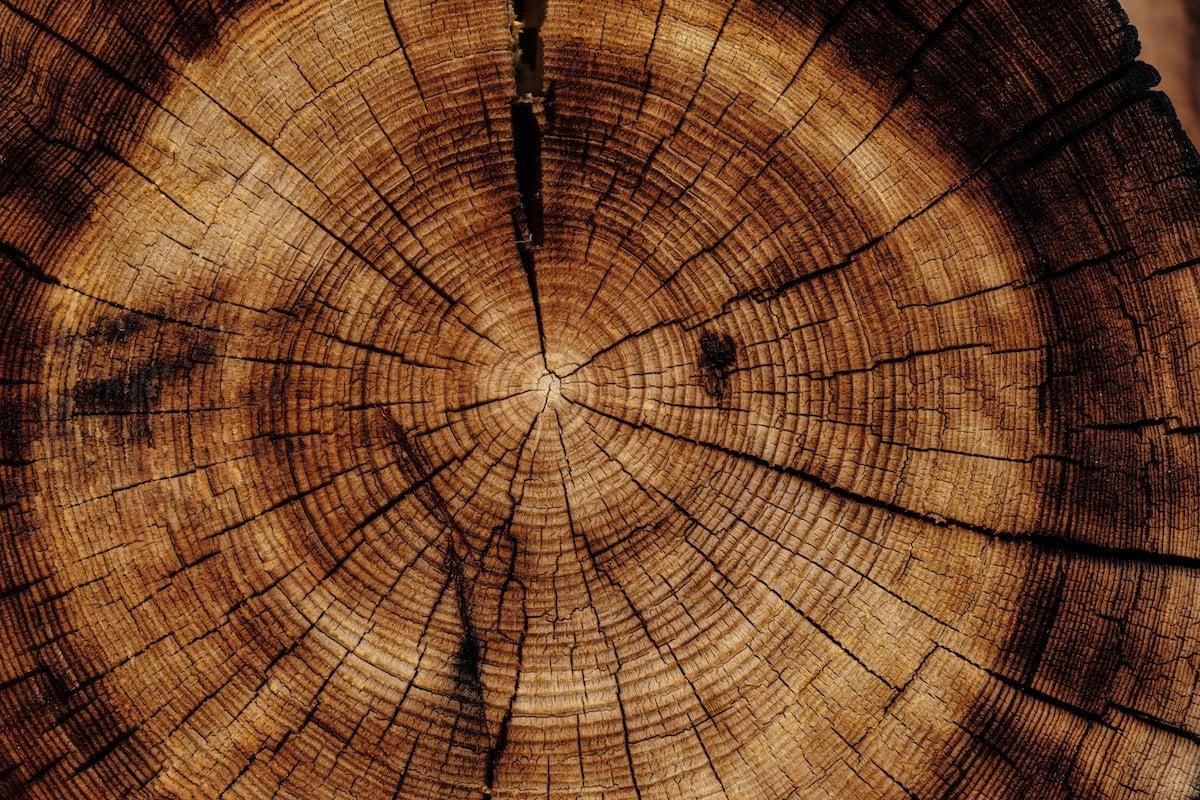Fragrance family wood – geurfamilie hout