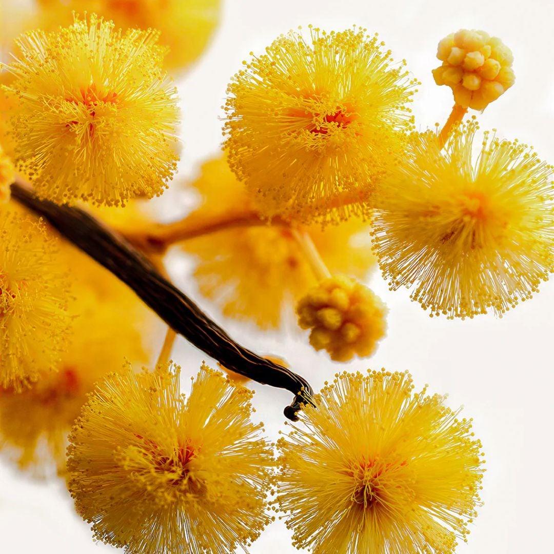 Headspace – Acacia Extrait de Parfum