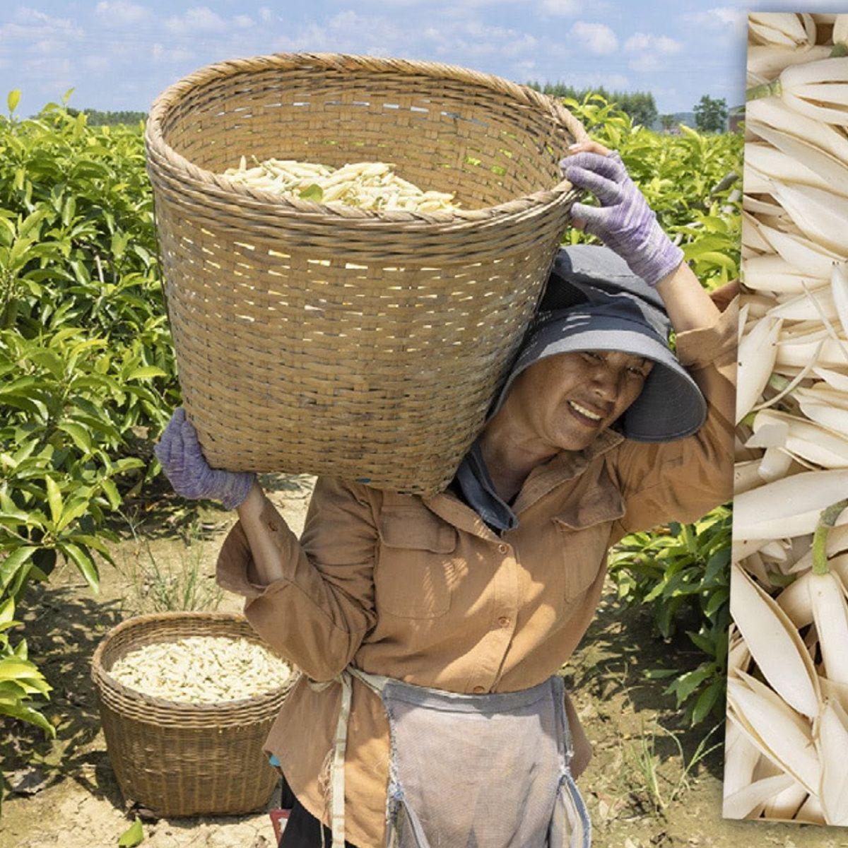 Magnolia in perfumery - booklet - Nez