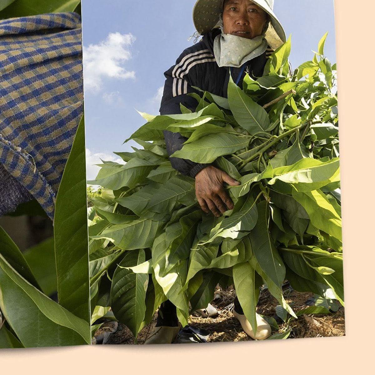 Magnolia in perfumery - booklet - Nez