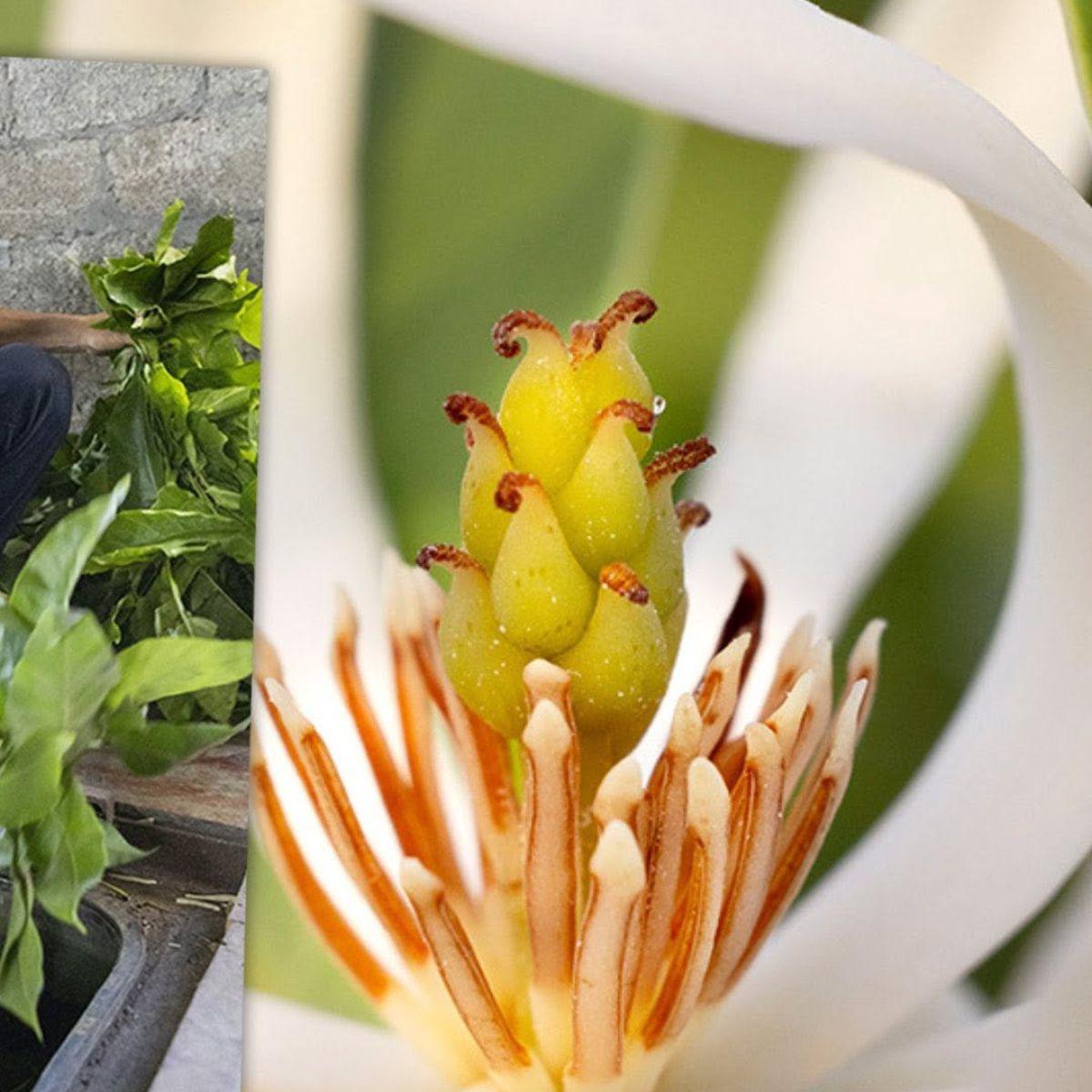 Magnolia in perfumery - booklet - Nez