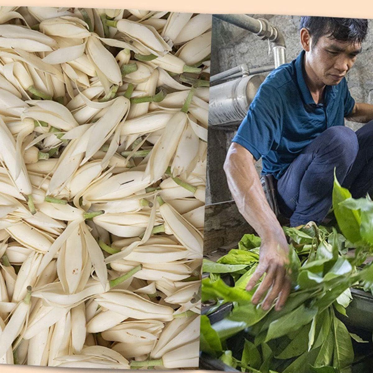 Magnolia in perfumery - booklet - Nez