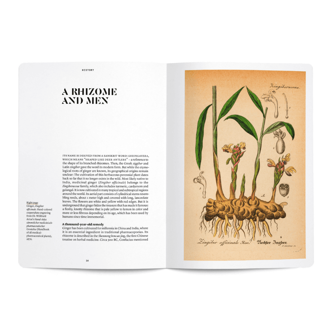 Nez – Ginger in perfumery booklet