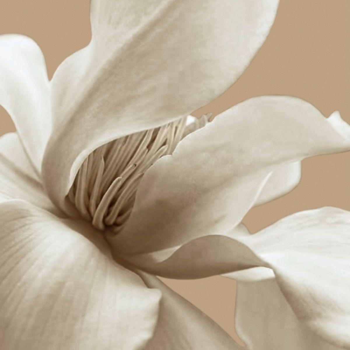 Nicolaï - Creme Ebene Eau de parfum intense