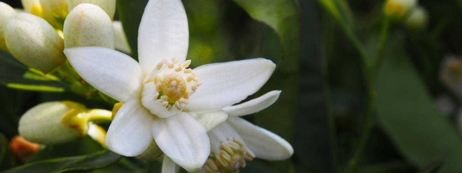 Oranjebloesem - Orange blossom