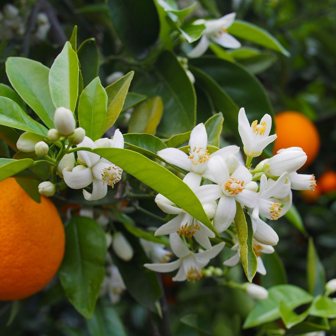 Oranjebloesem - Orange blossom