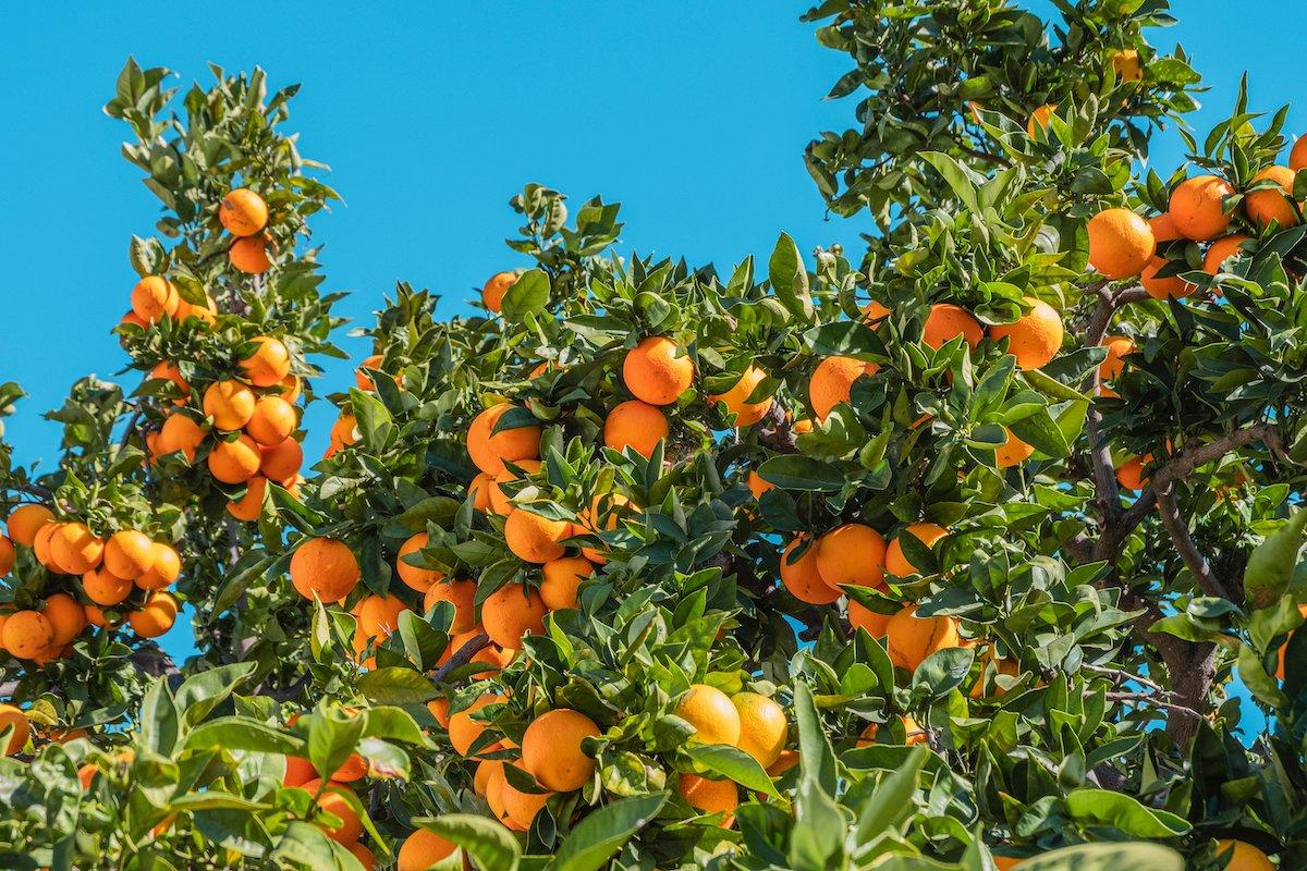 Philippe Gauthier – citrus – geurfamilie – fragrance family