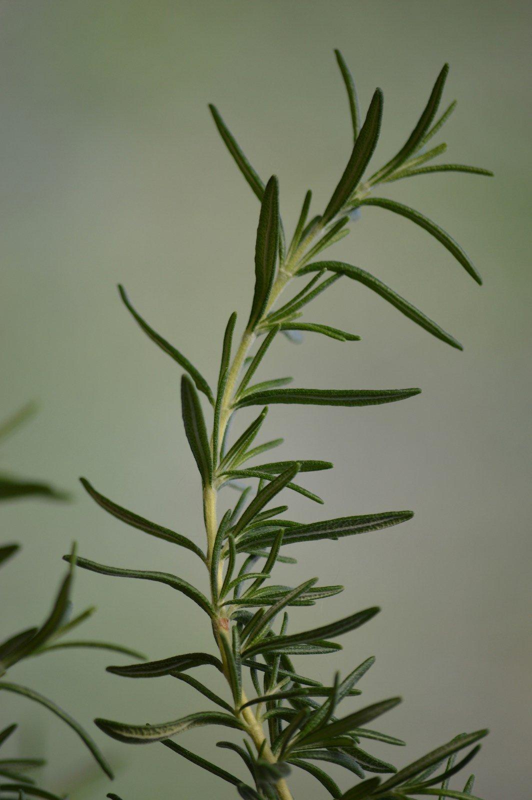 Rozemarijn - rosemary