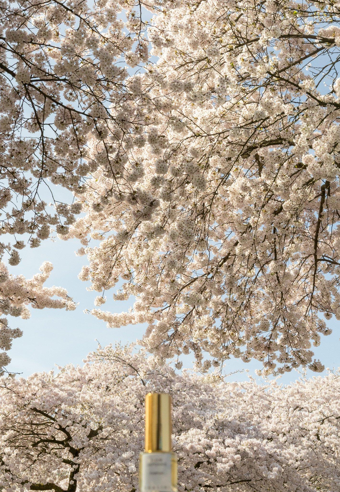 Shalini - Fleur Japonais