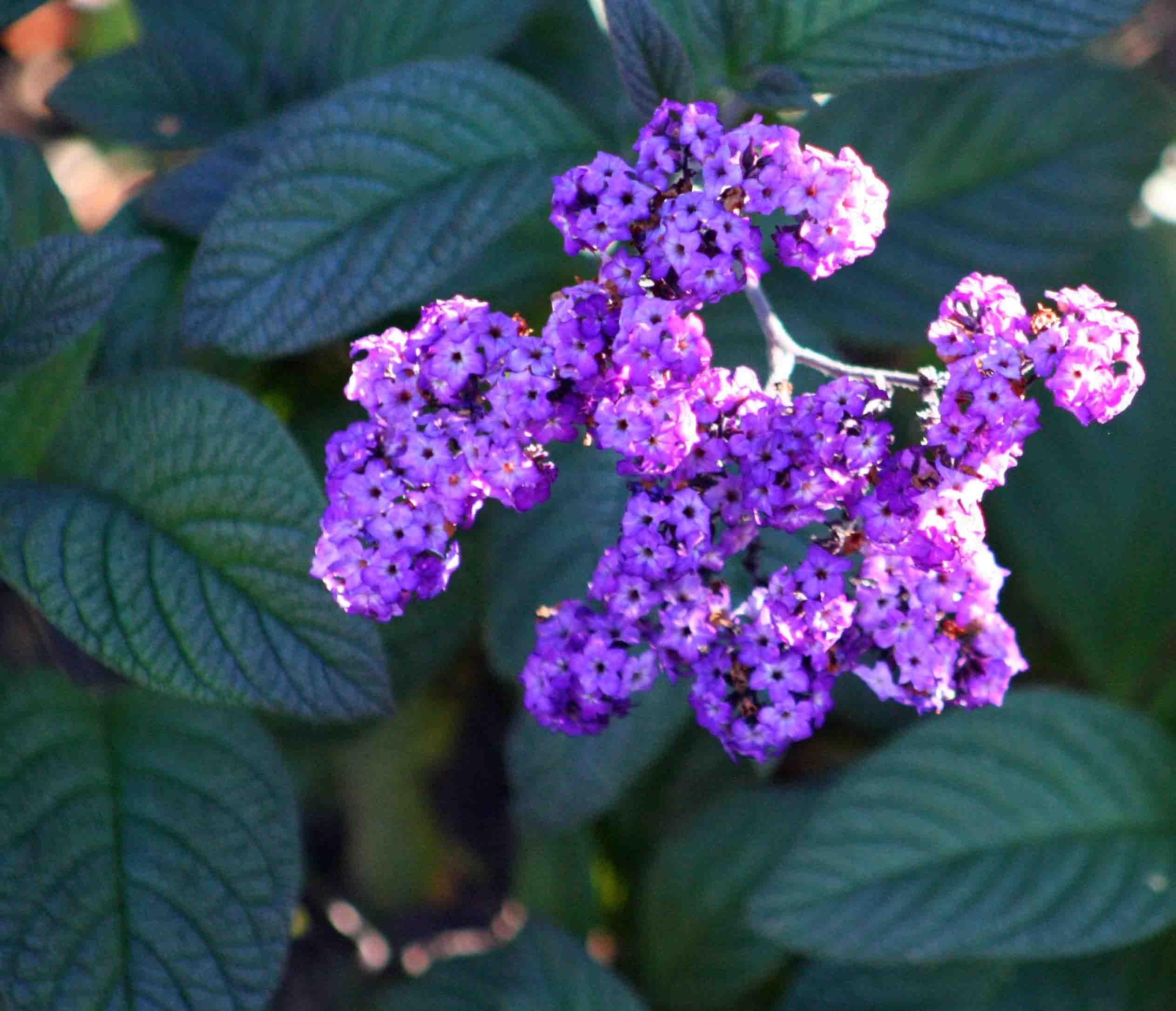 Heliotrope