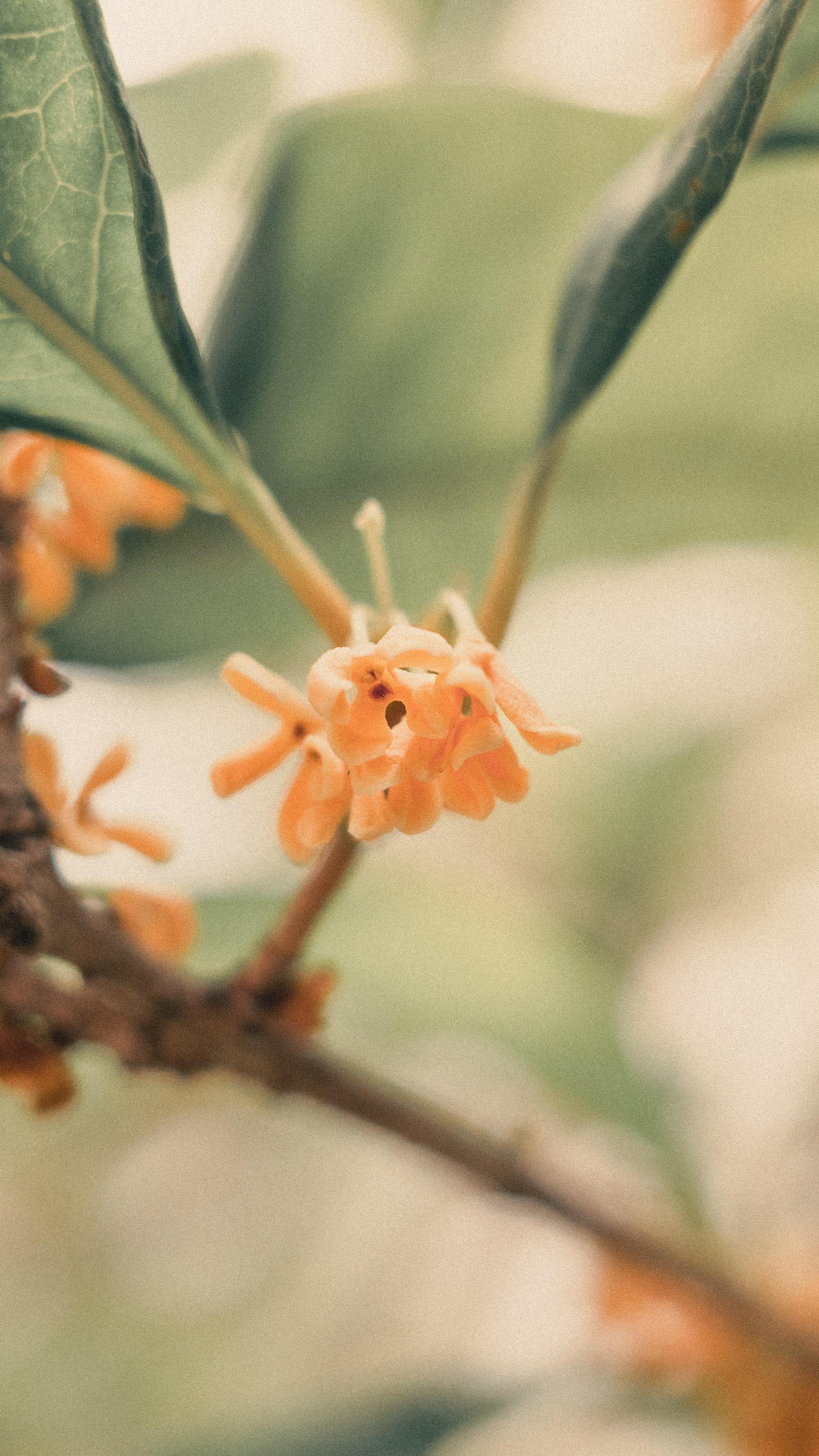 Osmanthus