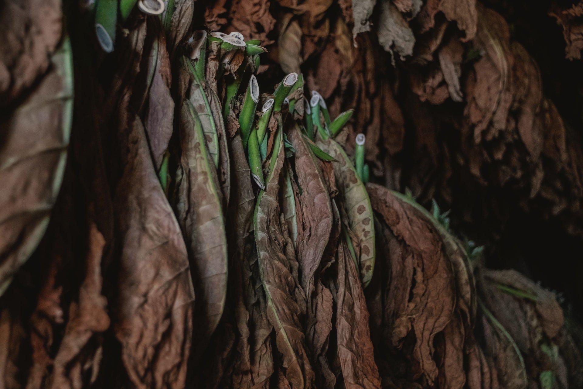 Tobacco leaves