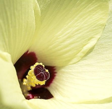 ambrette seed hibiscus