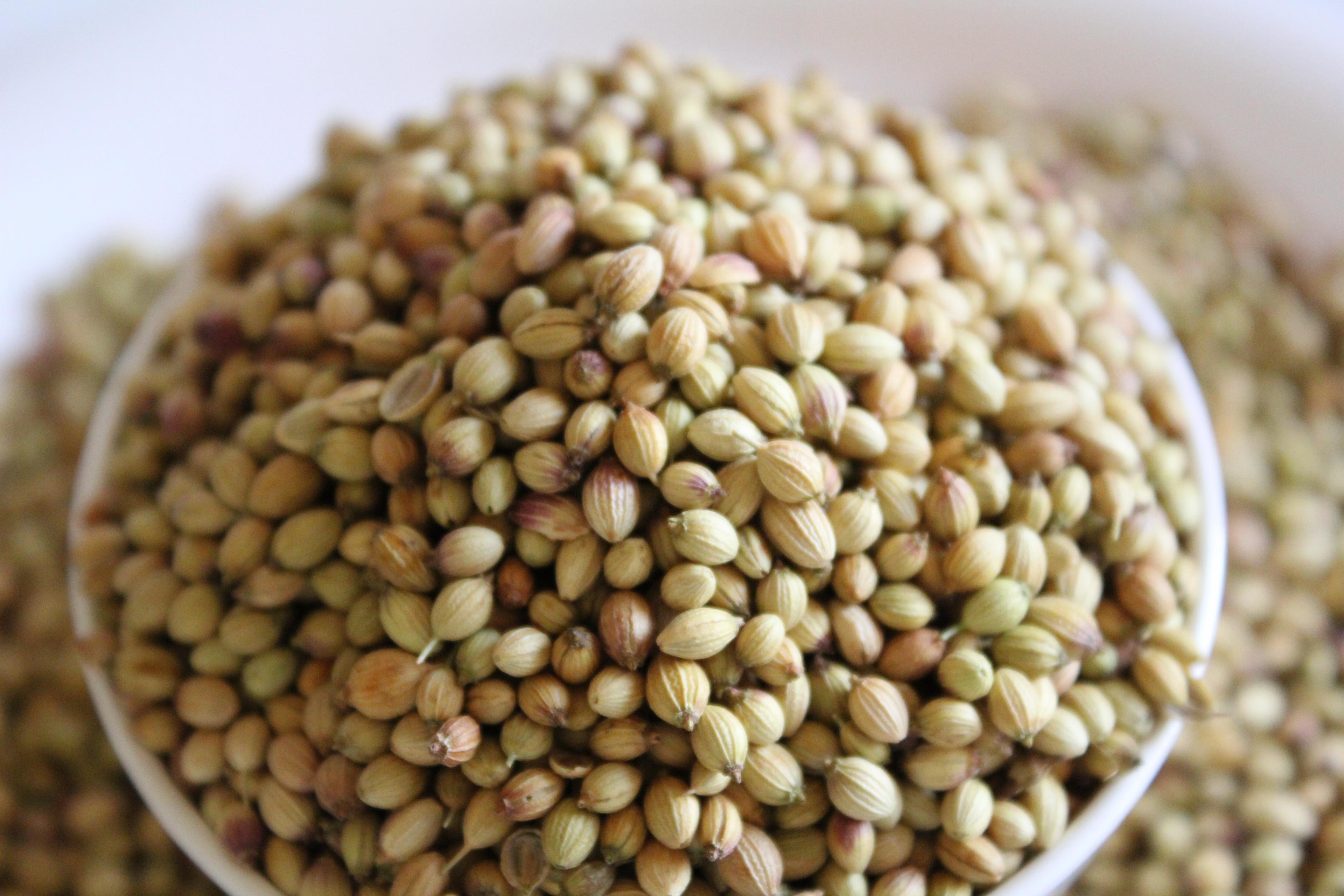 Coriander seeds, koriander