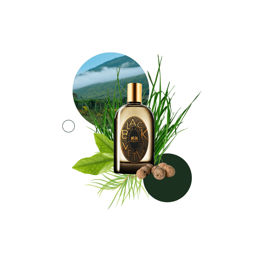 Phaedon Black Vetiver | Perfume Lounge