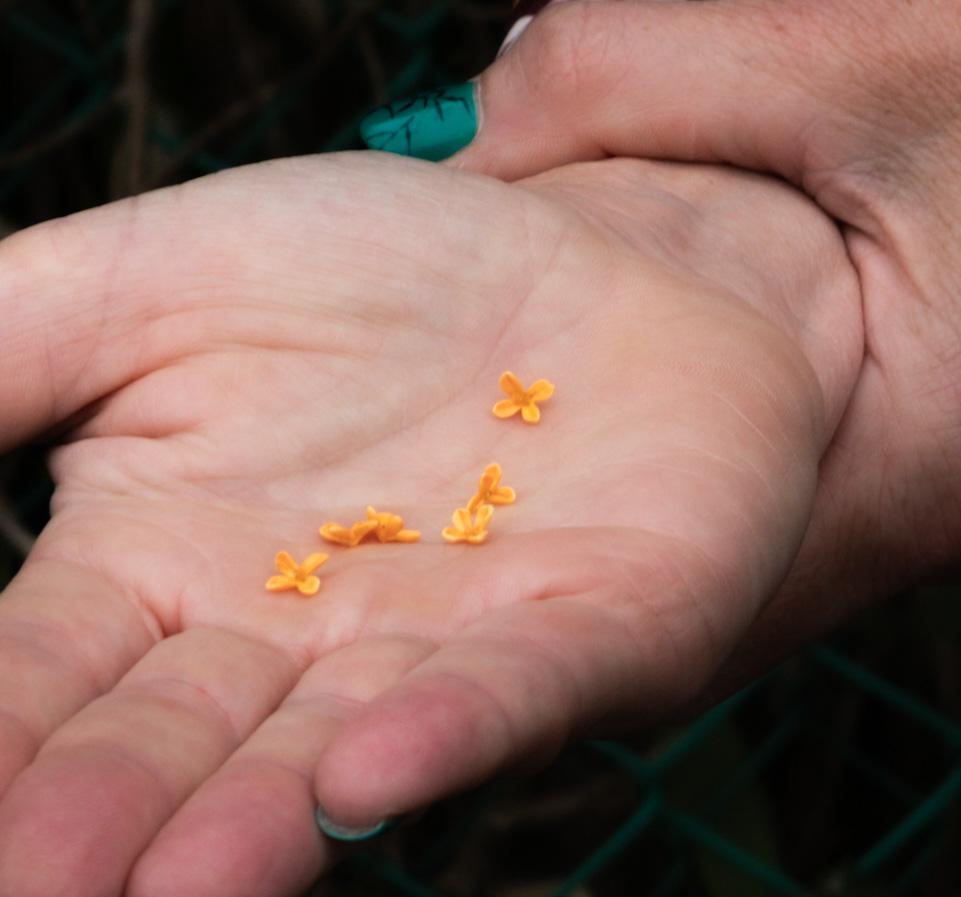 osmanthus in hand